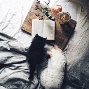 动物图片：喵星人