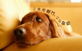 光棍节可爱宠物文字