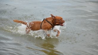 搞笑活泼波尔多犬