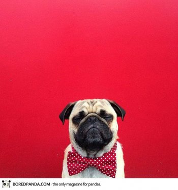 史上最有型狗狗特辑 萌宠图片