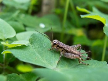 虫虫来了小蟋蟀