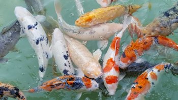 观赏鱼锦鲤图片