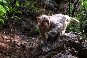 房山猴趣图