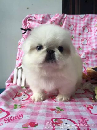 萌萌哒的纯白小京巴