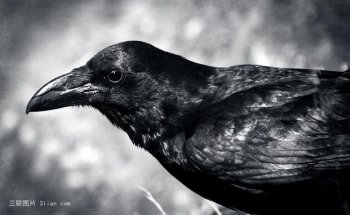 枯藤老树上的昏鸦