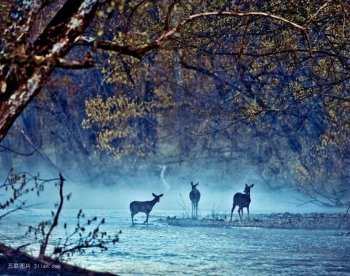 唯美鹿群意境