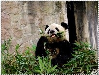 国宝大熊猫