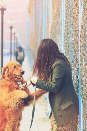 美女遛金毛犬图片