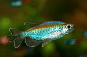 刚果扯旗鱼图片  观赏鱼图片