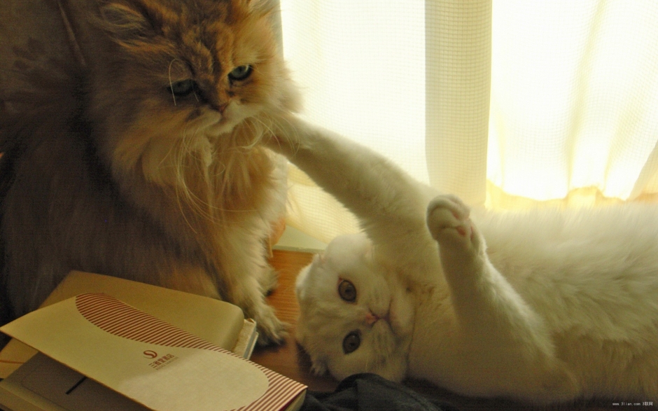 温顺的苏格兰折耳猫