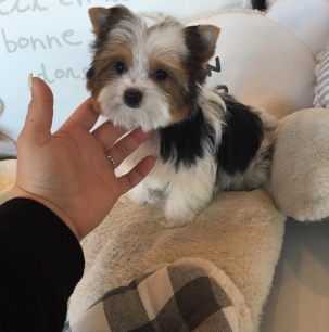 小可爱的狗狗动物