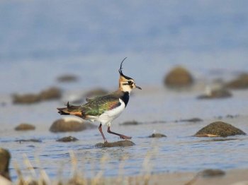 色彩艳丽的凤头麦鸡