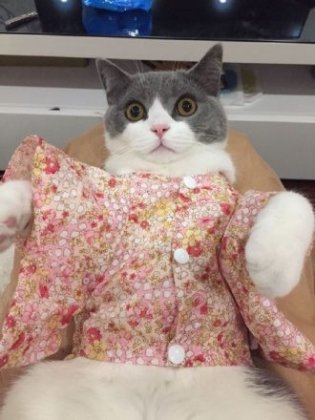 美丽可爱的喵星人