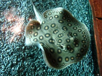 豹魟鱼图片  观赏鱼图片