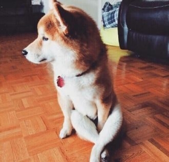 柴犬的可爱坐姿
