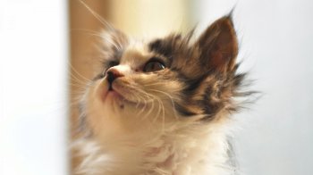 可爱萌宠喵星人高清动物小猫桌面壁纸