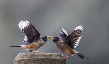 憨态可鞠的黑尾蜡嘴雀图片