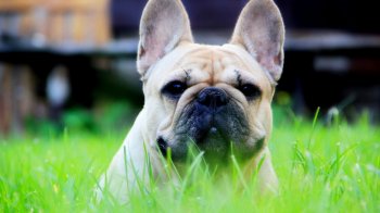 正宗法国斗牛犬图片 法国的斗牛犬