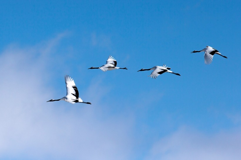 丹顶鹤图片大全 田野休闲的丹顶鹤