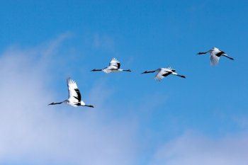 丹顶鹤图片大全 田野休闲的丹顶鹤