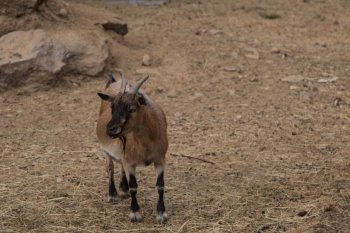 山羊图片大全 黑山羊