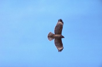 老鹰图片大全 老鹰