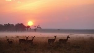 梅花鹿图片大全 梅花鹿可爱