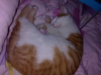 花猫图片大全 中国狸花猫