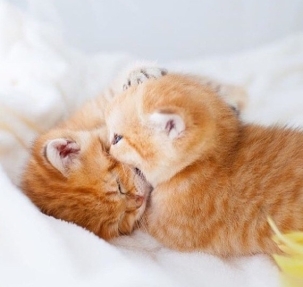 小奶猫图片大全 小奶猫可爱萌宠