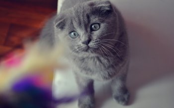 折耳猫图片大全 超萌猫咪折耳猫