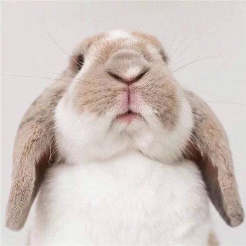 萌萌兔子图片 萌萌可爱小兔子