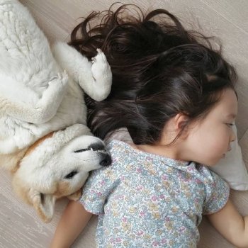 小萝莉与柴犬的故事图片大全