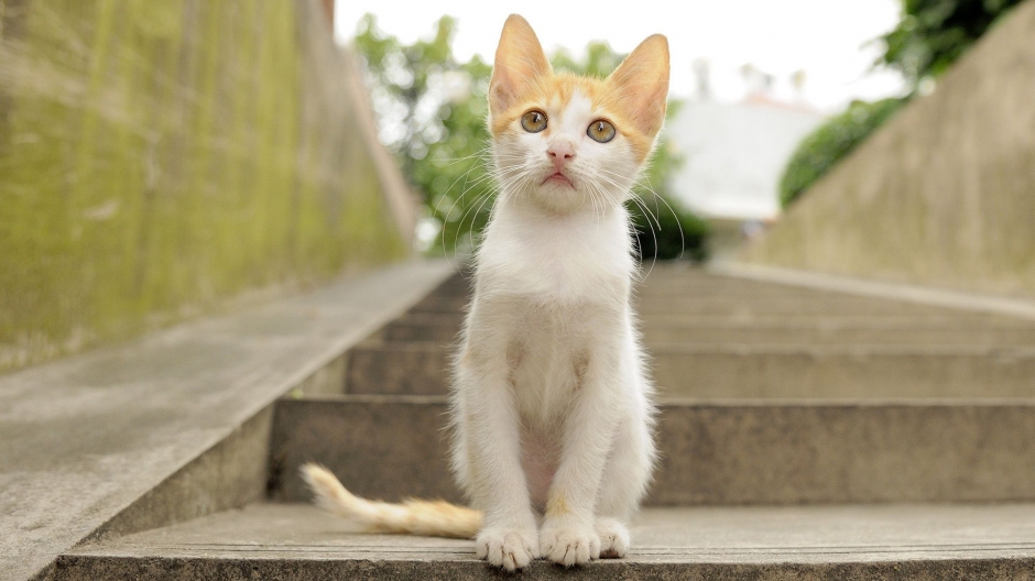 可爱的猫咪摄影高清图片
