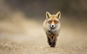 动物世界之狐狸高清壁纸