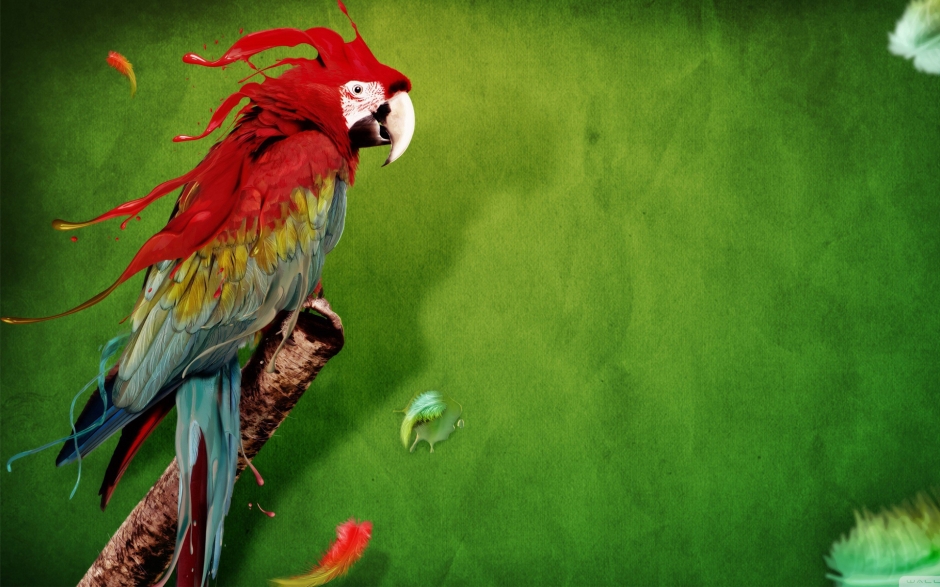 鹦鹉图片图片大全 五彩金刚鹦鹉图片精选合辑