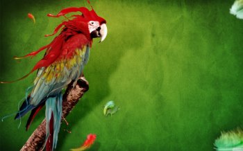 鹦鹉图片图片大全 五彩金刚鹦鹉图片精选合辑