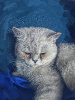 英国短毛猫图片大全 超萌可爱的英国短毛猫图片