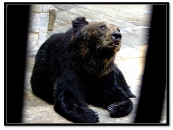 动物园里的亚洲黑熊图片