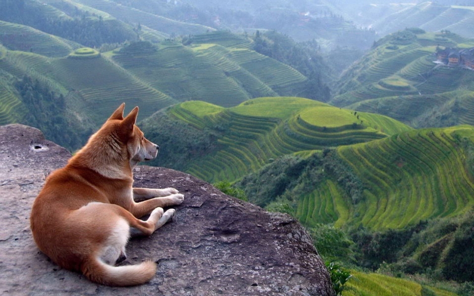 秋田犬高清桌面壁纸
