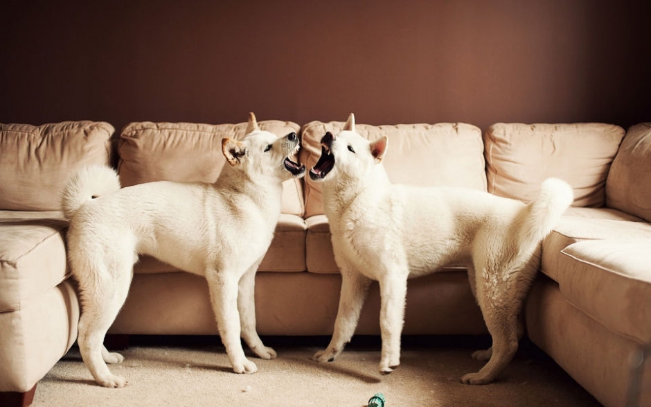 秋田犬高清桌面壁纸