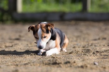 比格犬图片大全 可爱的比格犬图片大全