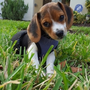 比格犬图片大全 可爱的比格犬图片大全