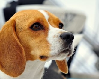 比格犬图片大全 可爱的比格犬图片大全