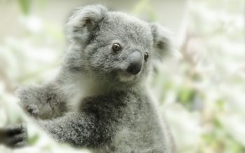 考拉图片大全 澳大利亚树袋熊考拉