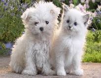 宠物狗图片大全