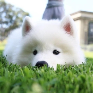 微笑天使小萨摩