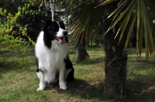 宠物狗边境牧羊犬