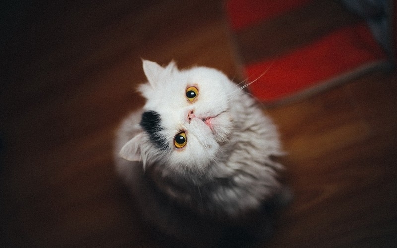 萌猫高清电脑壁纸图片大全