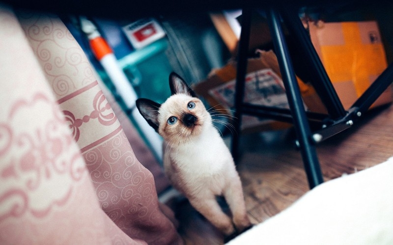 萌猫高清电脑壁纸图片大全