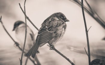 大自然可爱动物电脑壁纸